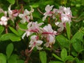 Pinxter flower Ã¢â¬â Rhododendron periclymenoides